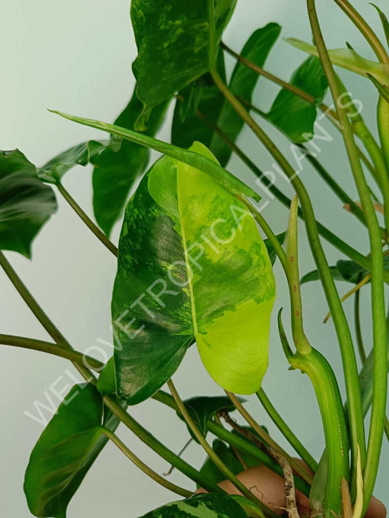 Philodendron burle marx variegata