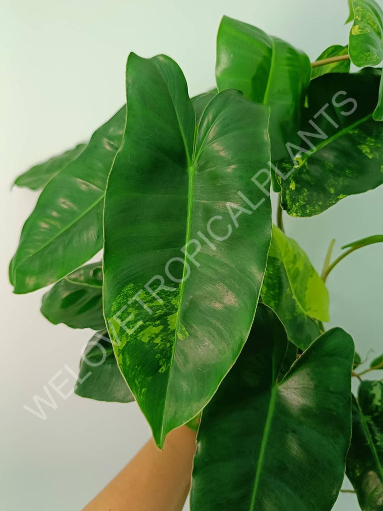 Philodendron burle marx variegata