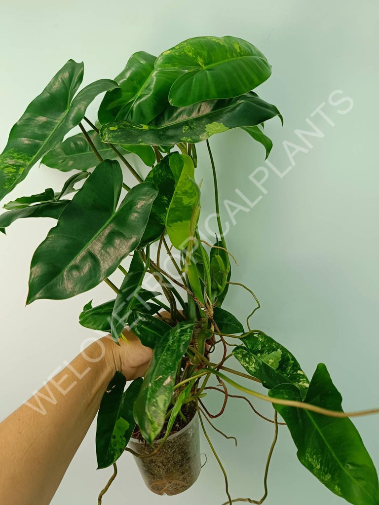 Philodendron burle marx variegata