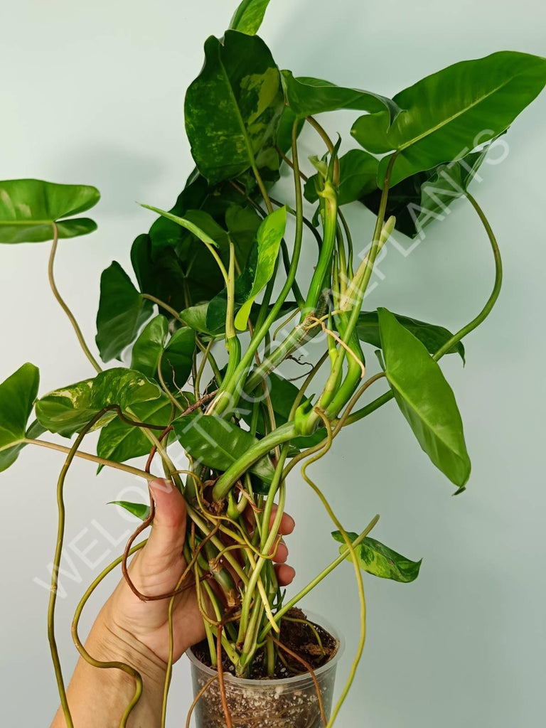 Philodendron burle marx variegata