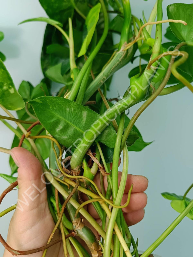 Philodendron burle marx variegata