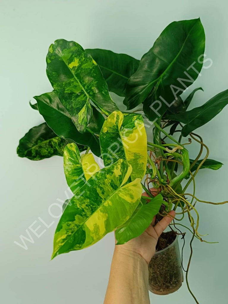 Philodendron burle marx variegata