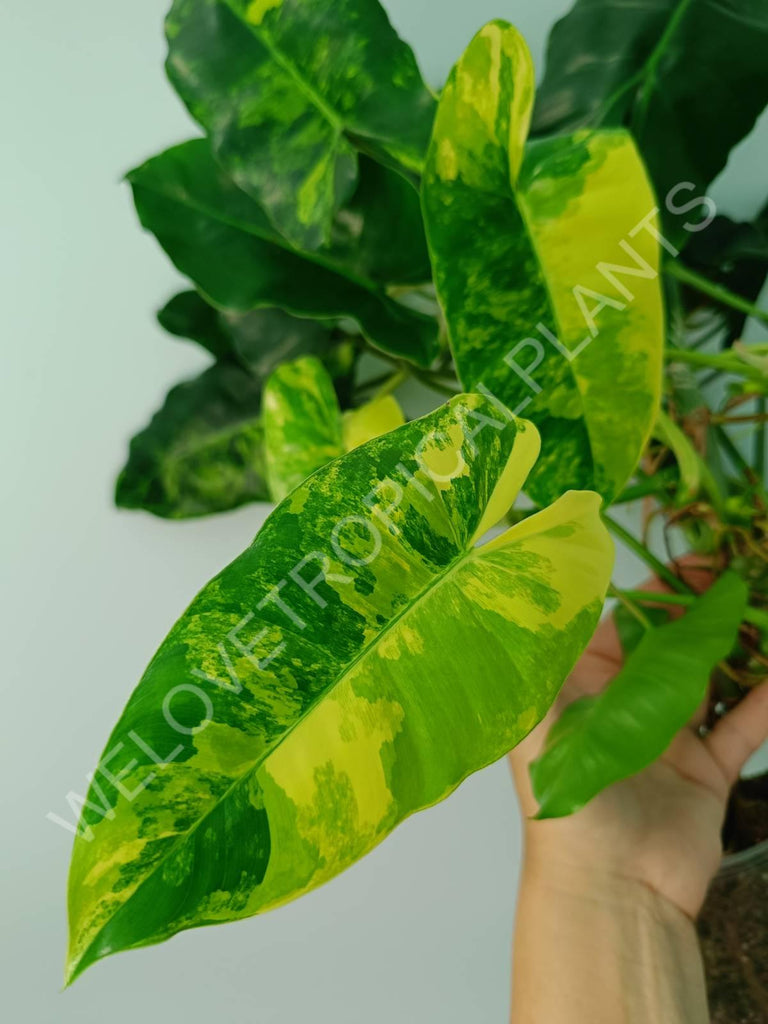 Philodendron burle marx variegata