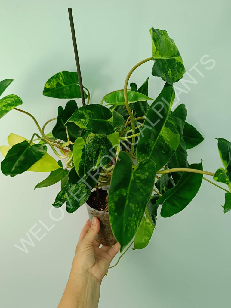 Philodendron burle marx variegata