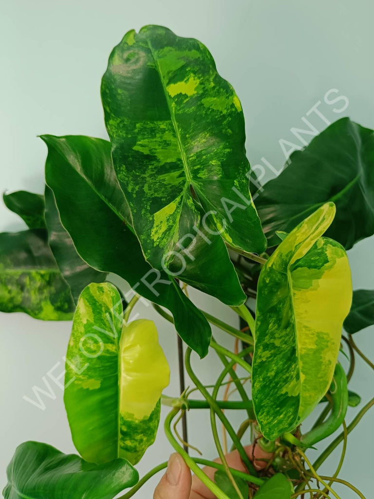 Philodendron burle marx variegata