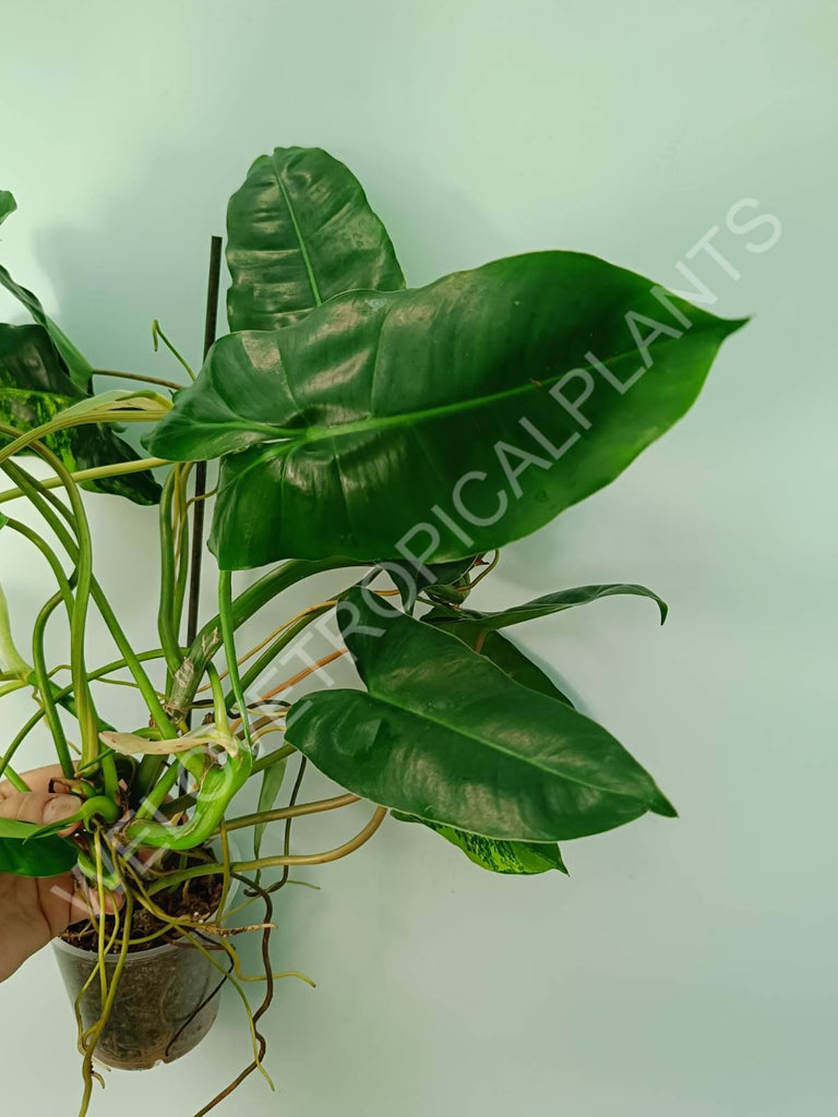 Philodendron burle marx variegata