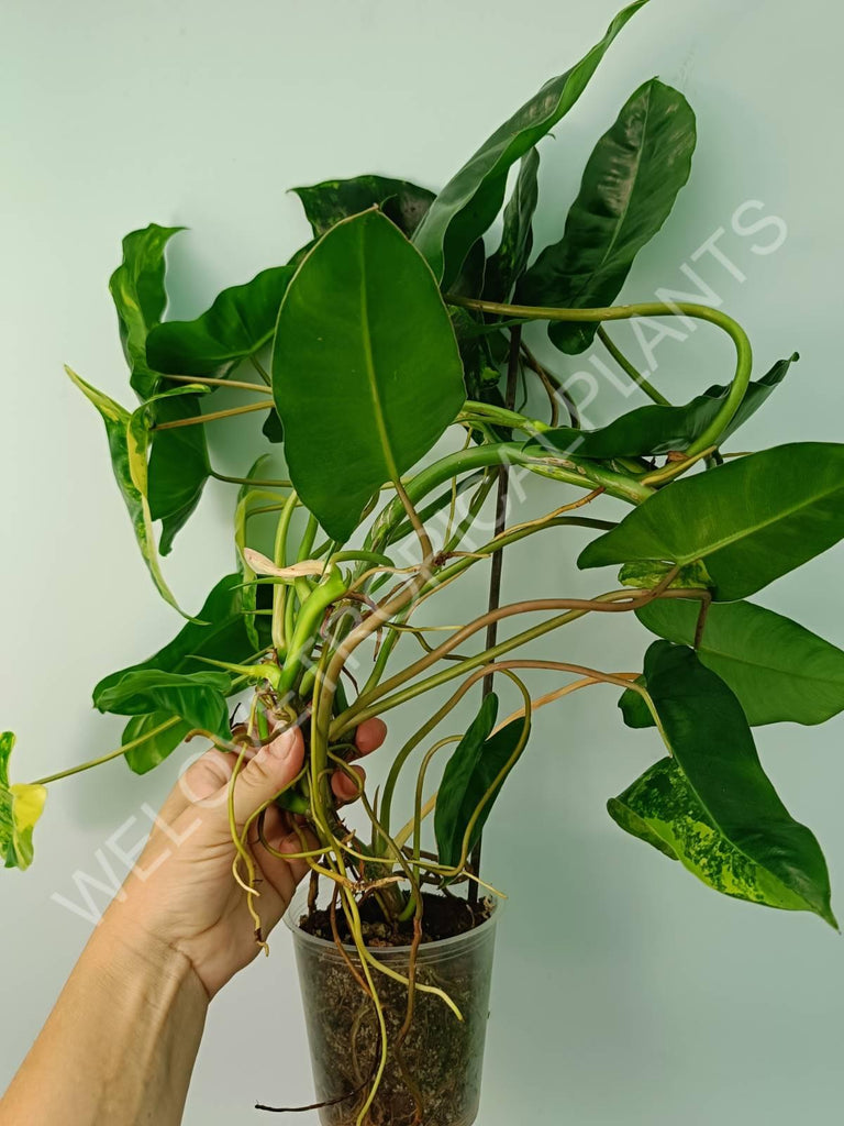 Philodendron burle marx variegata