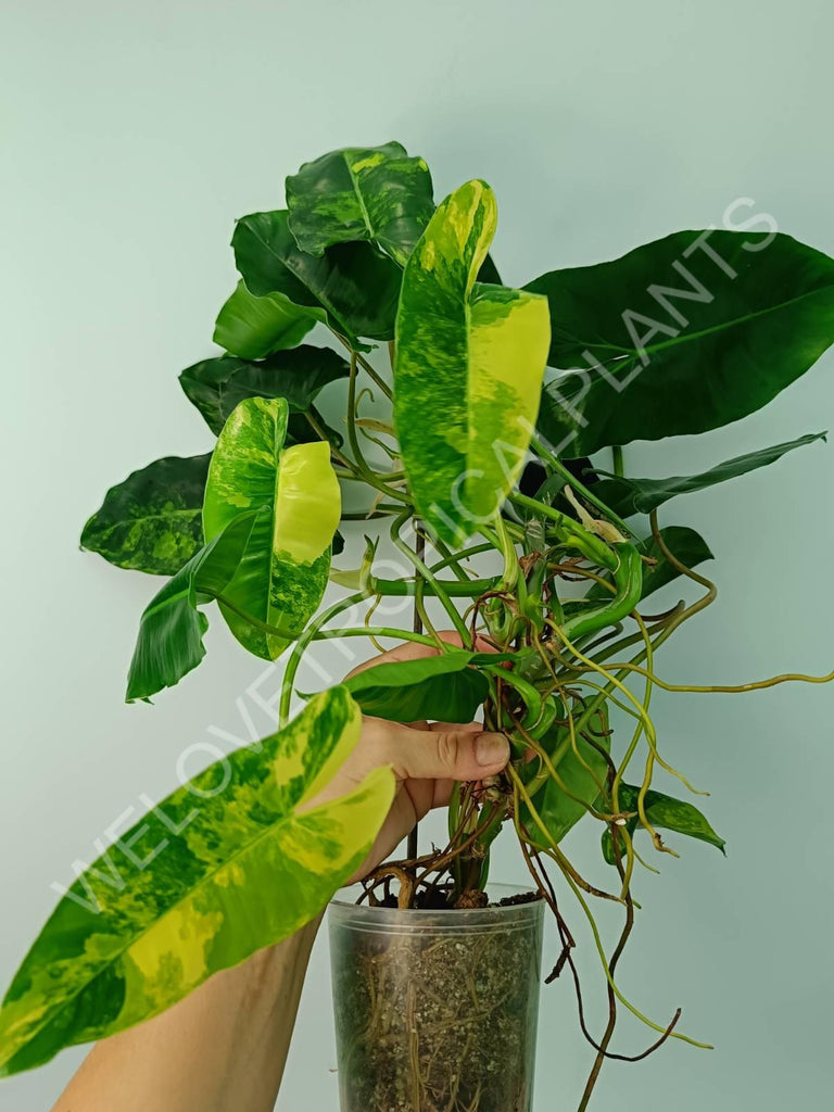 Philodendron burle marx variegata