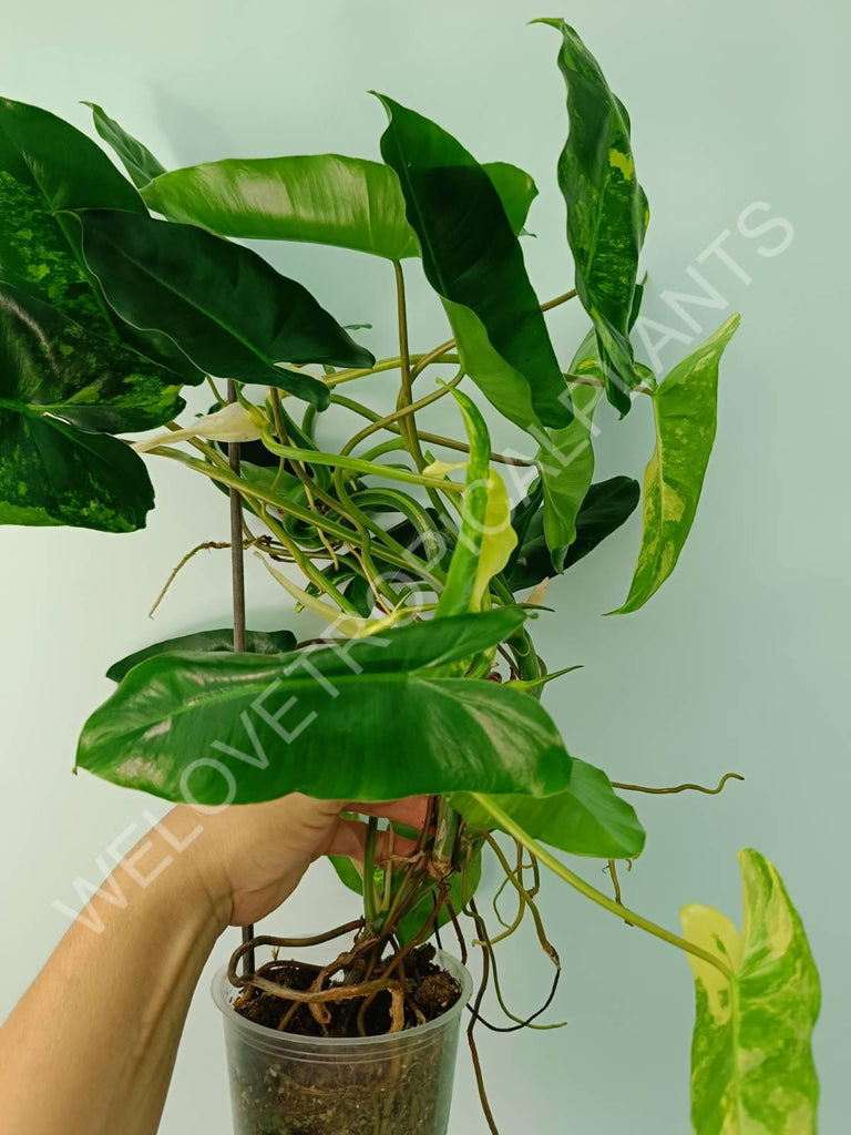 Philodendron burle marx variegata