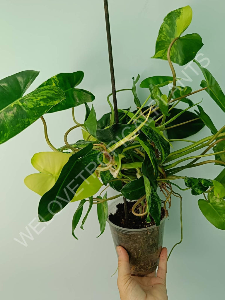 Philodendron burle marx variegata