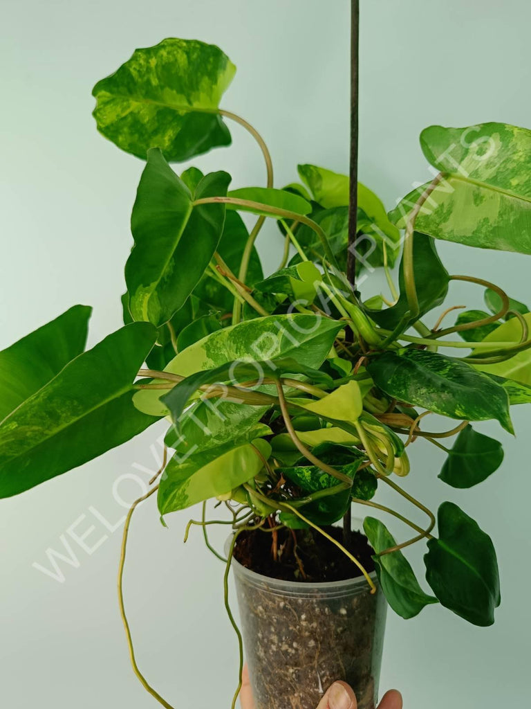 Philodendron burle marx variegata