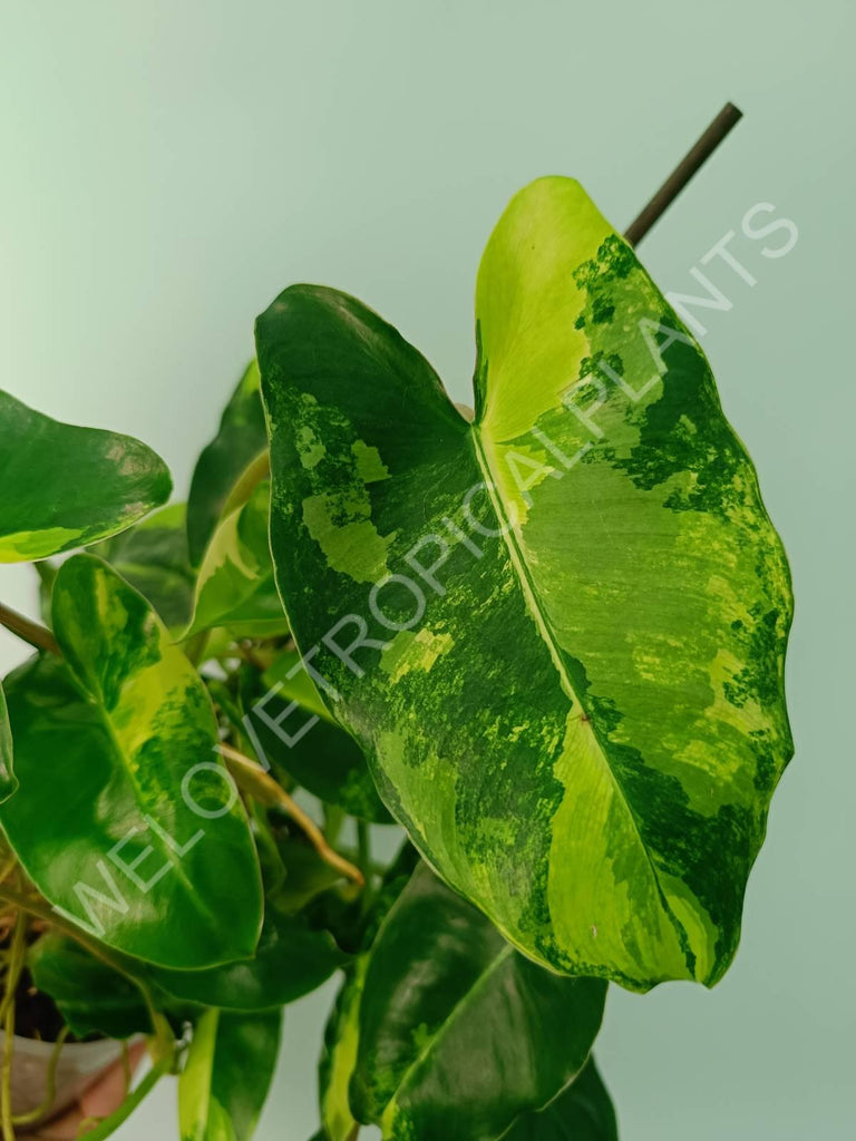 Philodendron burle marx variegata