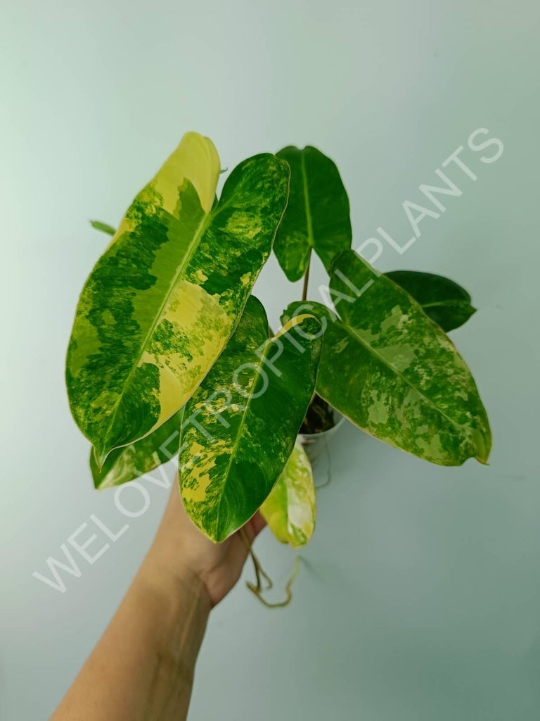 Philodendron burle marx variegata