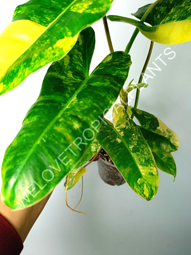 Philodendron burle marx variegata