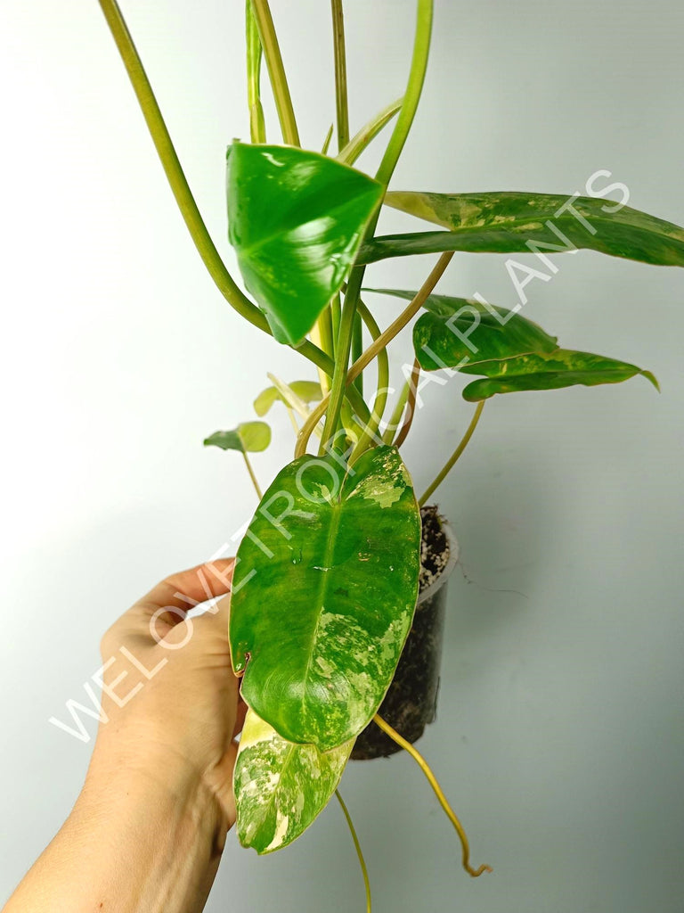 Philodendron burle marx variegata