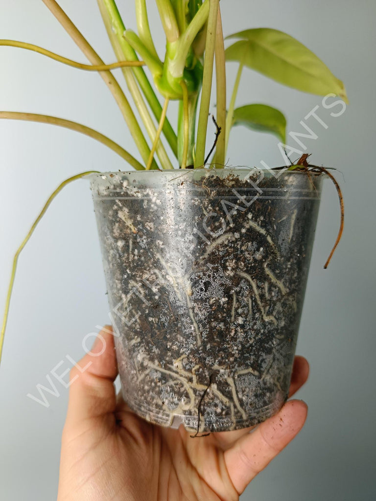 Philodendron burle marx variegata