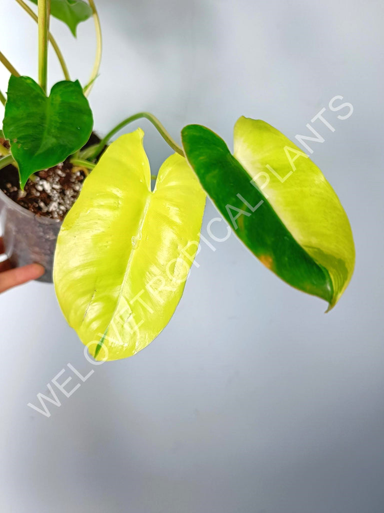 Philodendron burle marx variegata