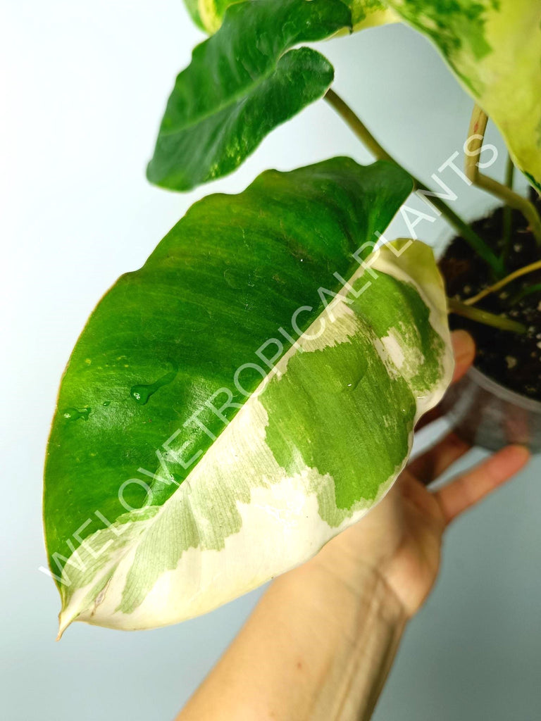 Philodendron burle marx variegata