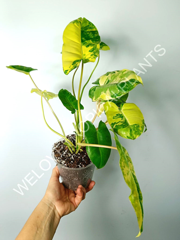 Philodendron burle marx variegata