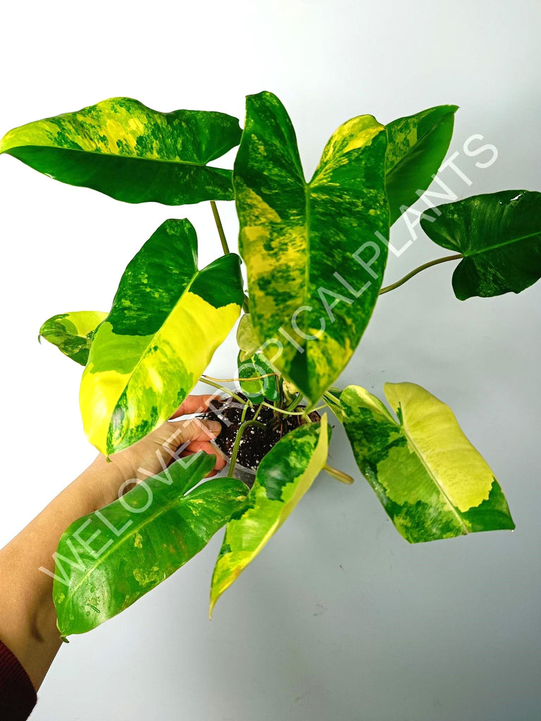 Philodendron burle marx variegata