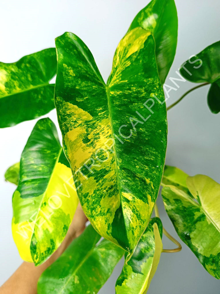 Philodendron burle marx variegata