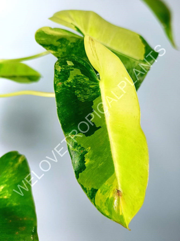 Philodendron burle marx variegata