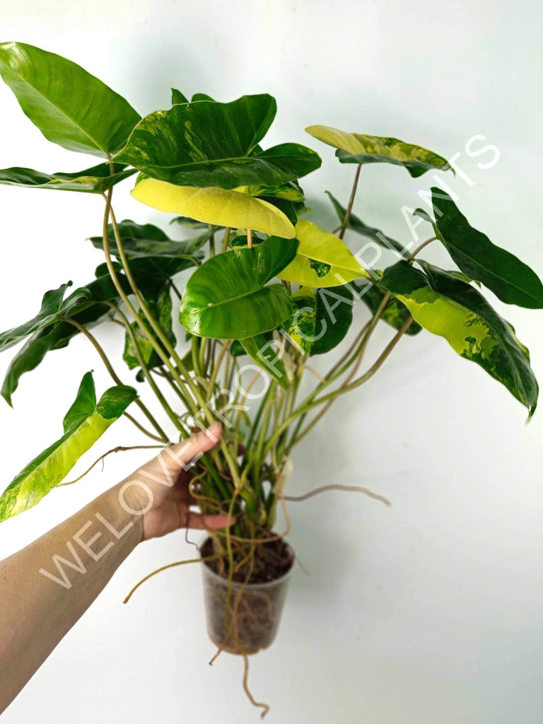 Philodendron burle marx variegata XL