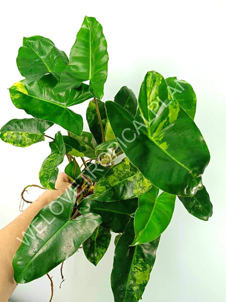 Philodendron burle marx variegata XL