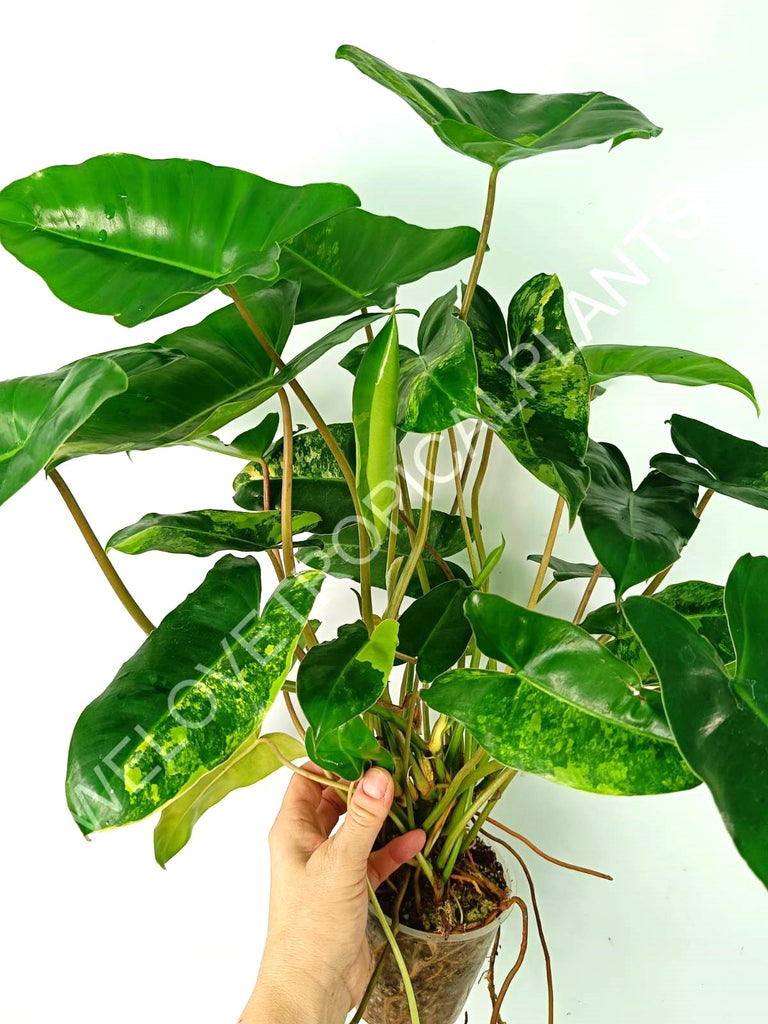 Philodendron burle marx variegata XL