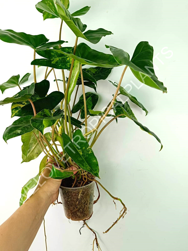 Philodendron burle marx variegata XL