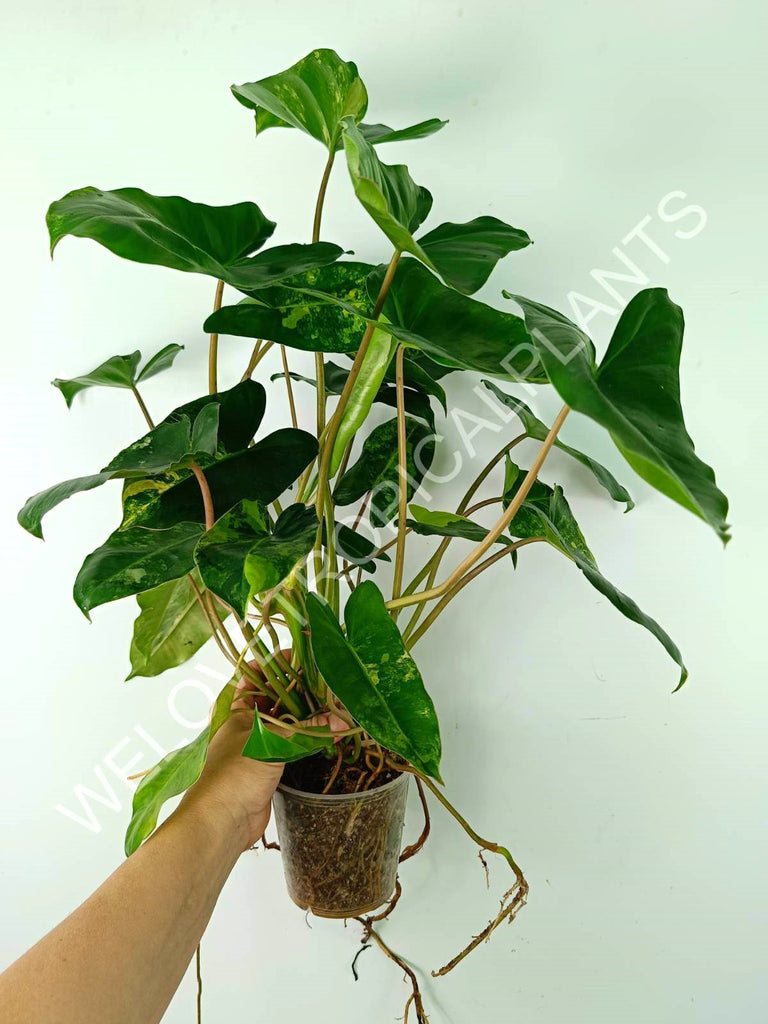 Philodendron burle marx variegata XL