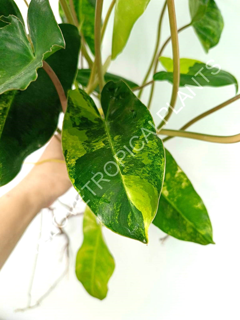 Philodendron burle marx variegata XL