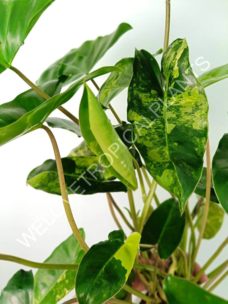 Philodendron burle marx variegata XL