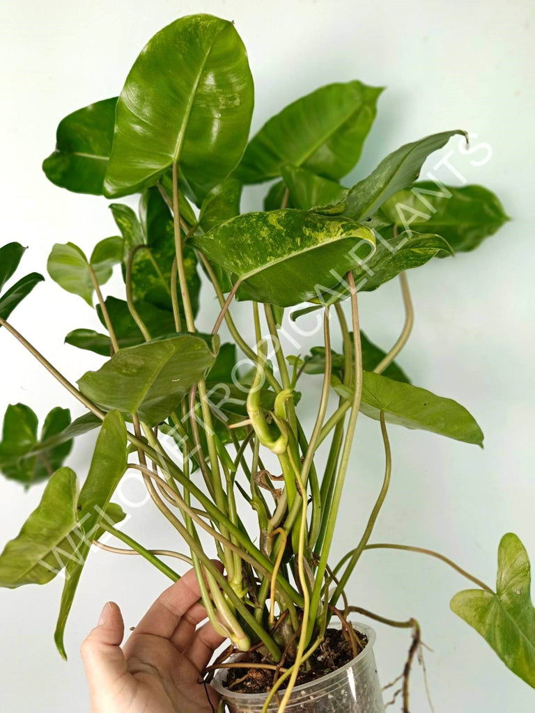 Philodendron burle marx variegata XL