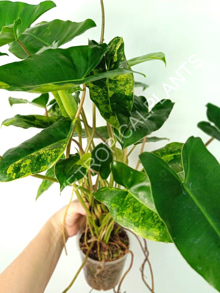 Philodendron burle marx variegata XL