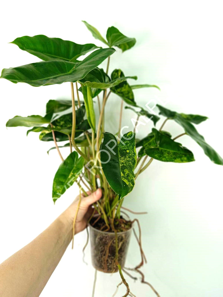 Philodendron burle marx variegata XL