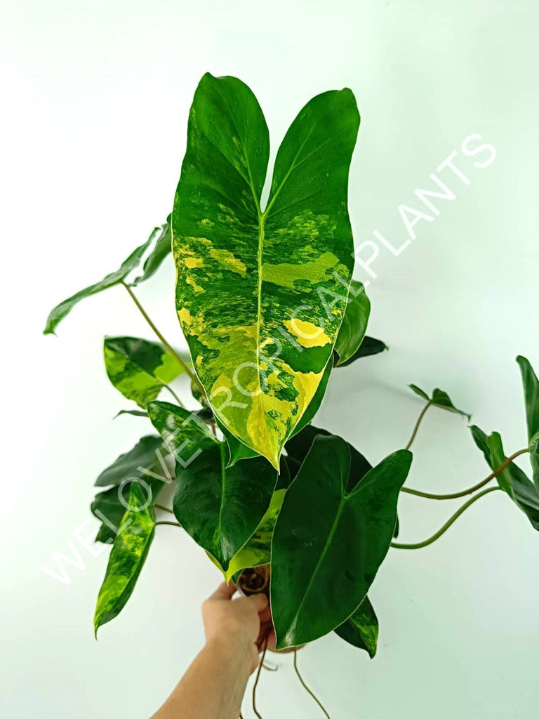 Philodendron burle marx variegata XL