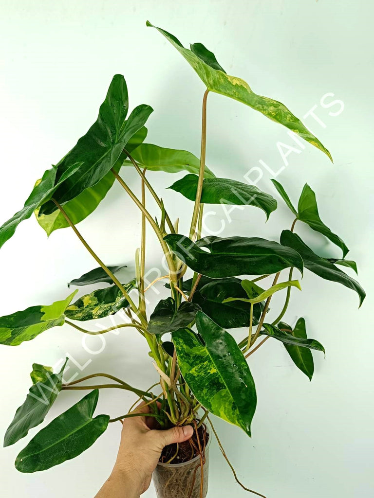 Philodendron burle marx variegata XL