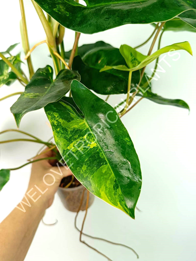 Philodendron burle marx variegata XL