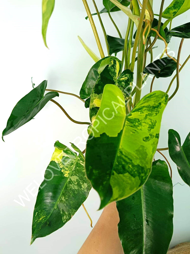 Philodendron burle marx variegata XL