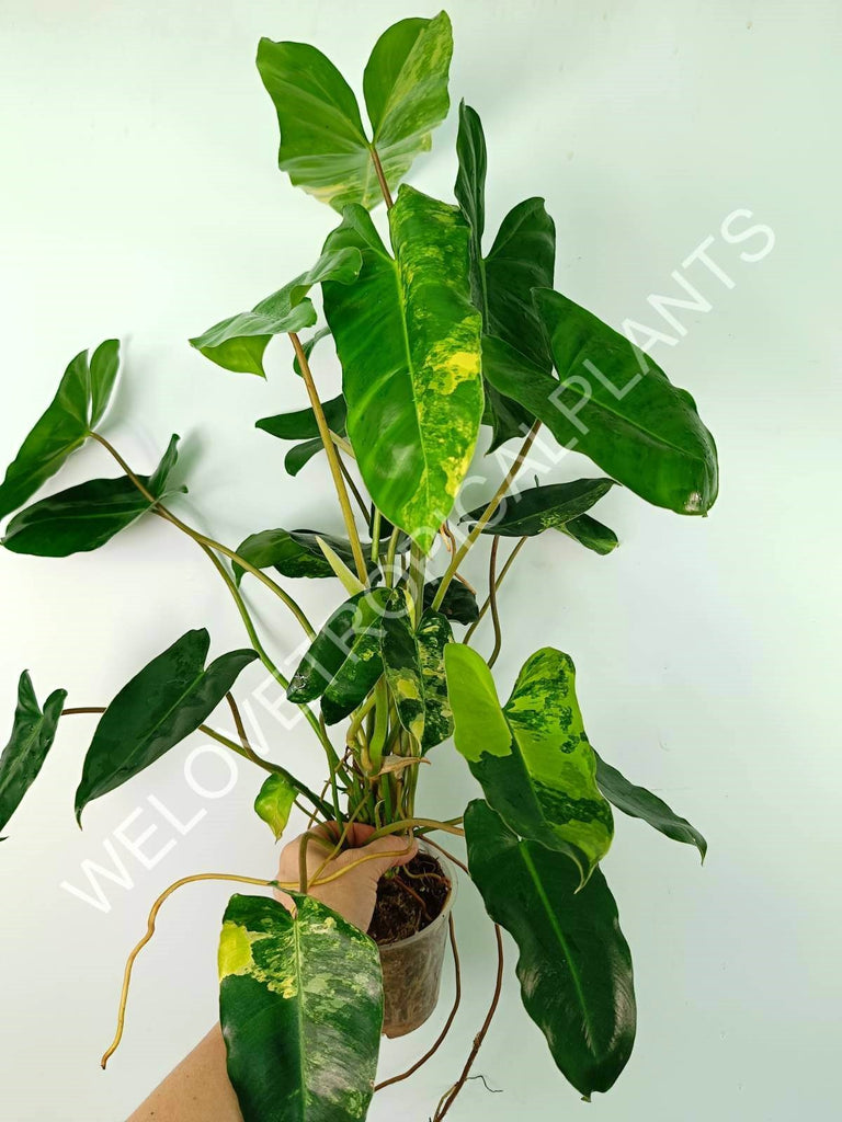 Philodendron burle marx variegata XL