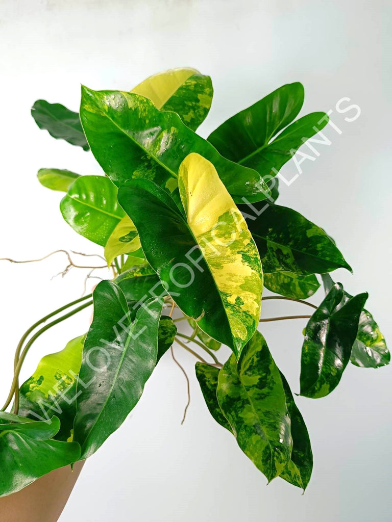 Philodendron burle marx variegata XL