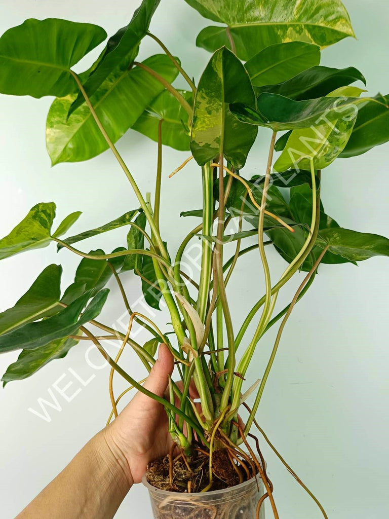 Philodendron burle marx variegata XL