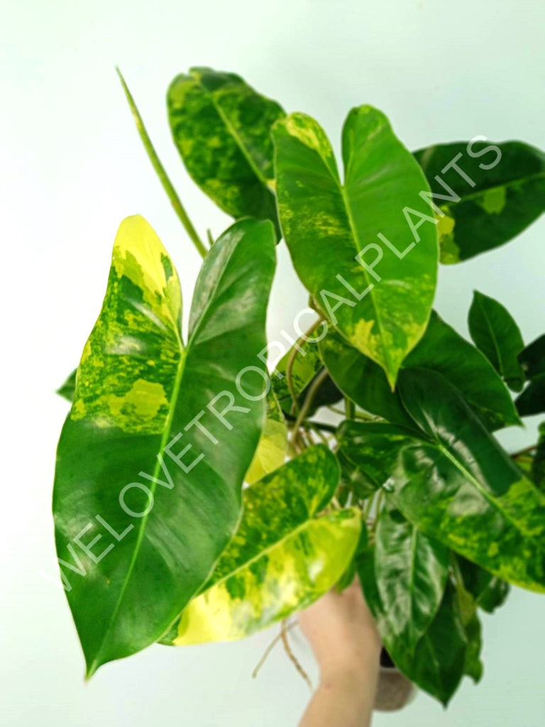 Philodendron burle marx variegata XL