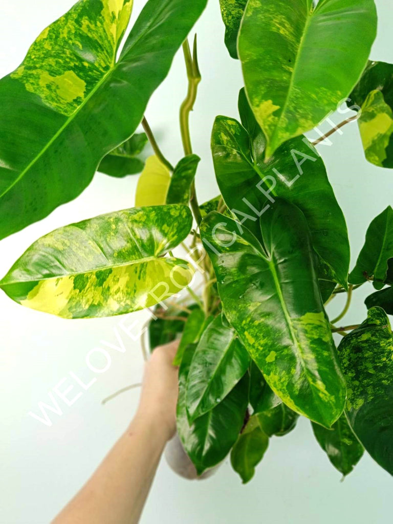 Philodendron burle marx variegata XL