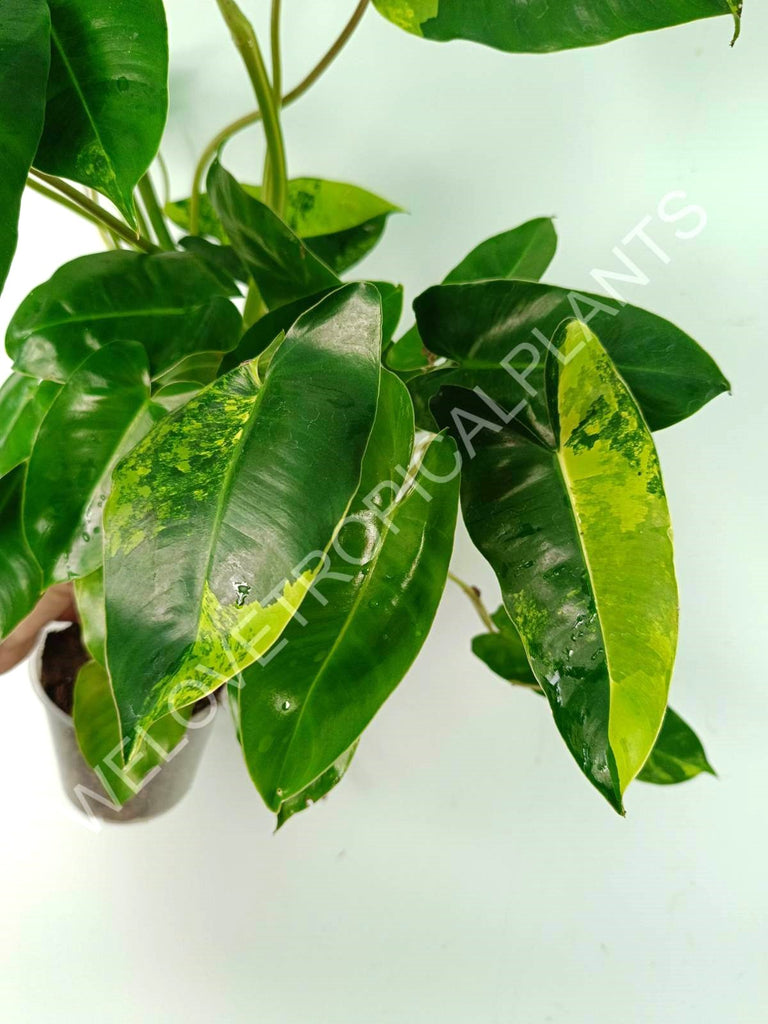 Philodendron burle marx variegata XL