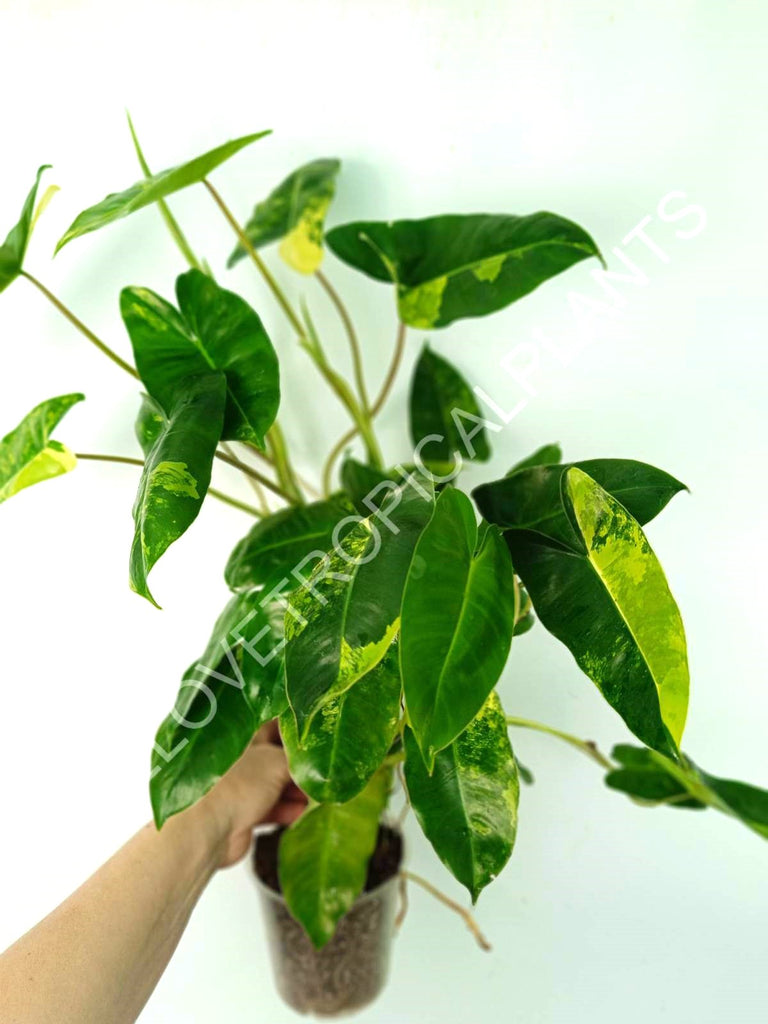 Philodendron burle marx variegata XL