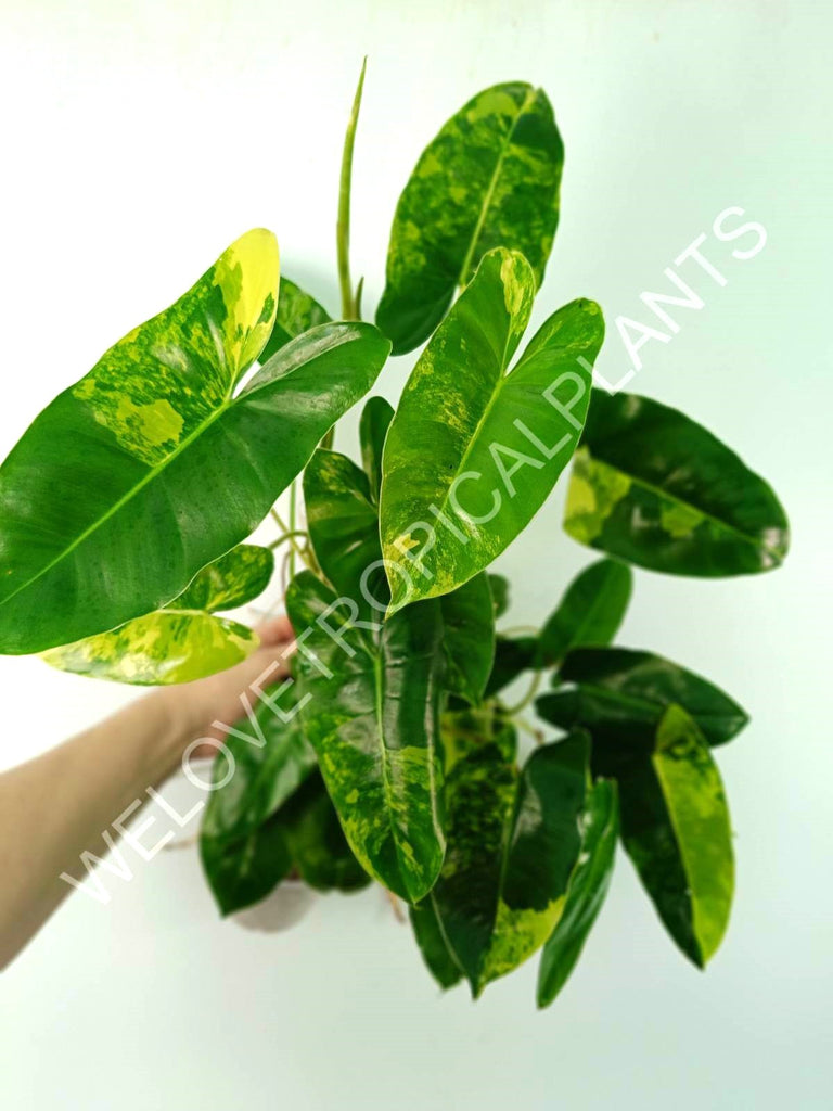 Philodendron burle marx variegata XL