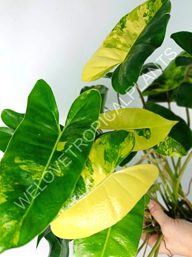 Philodendron burle marx variegata XL