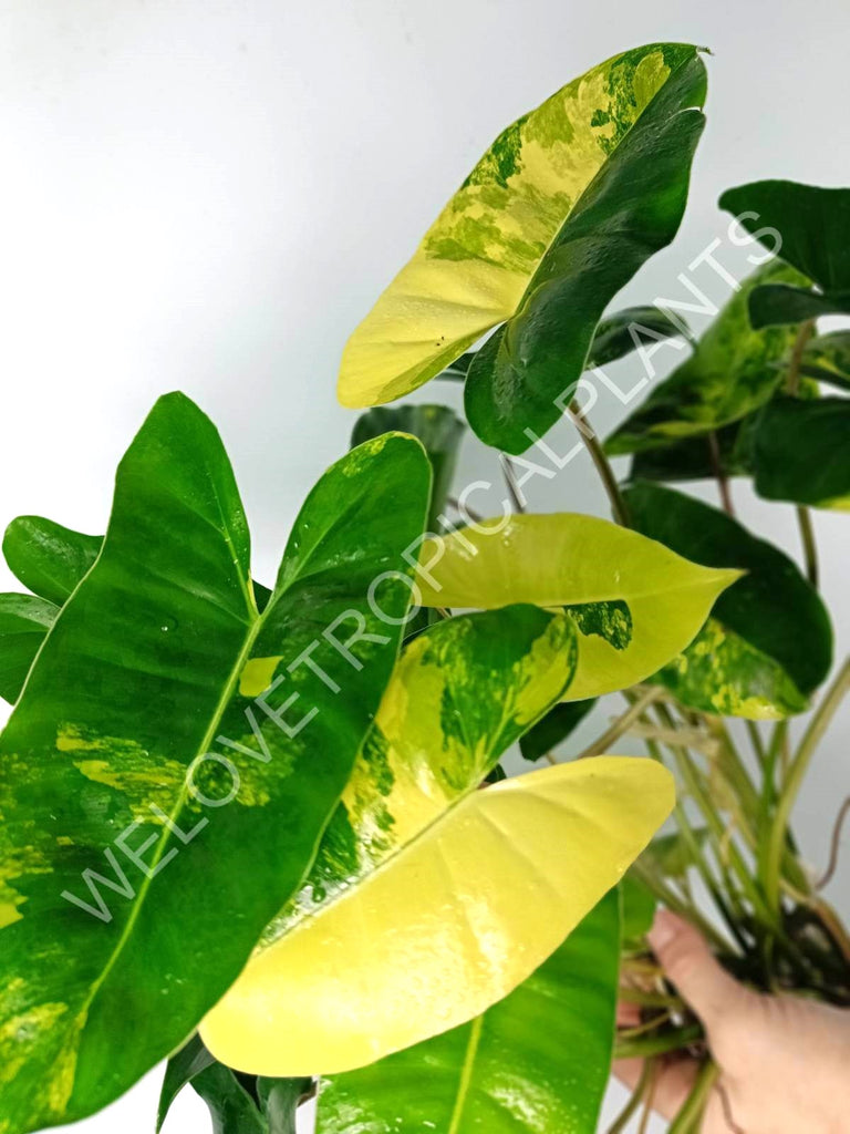 Philodendron burle marx variegata XL